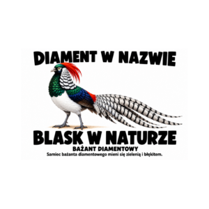 Bażant diamentowy — zestaw 10 różnych naklejek