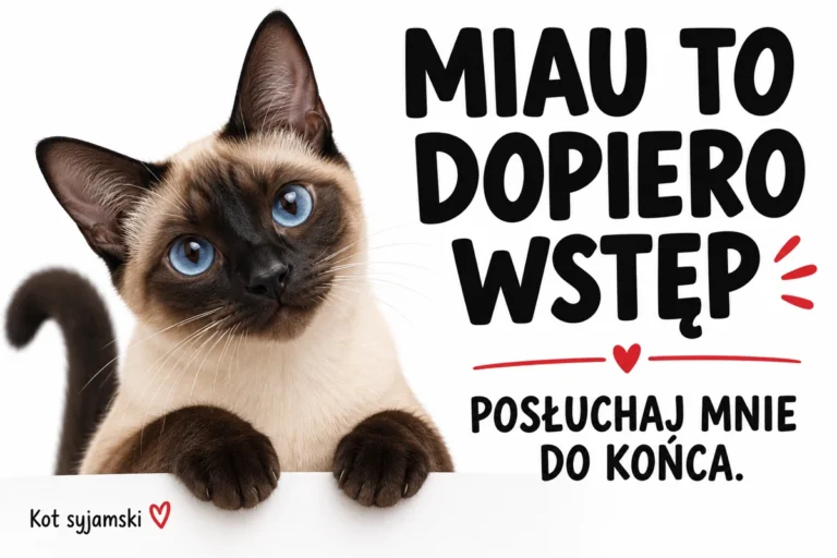 MIAU TO DOPIERO WSTĘP — POSŁUCHAJ MNIE DO KOŃCA. | tabliczka Bogler 30 × 20 cm