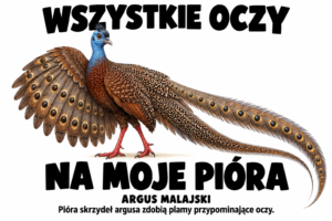 Argus malajski — WSZYSTKIE OCZY