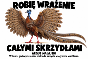 Argus malajski — ROBIĘ WRAŻENIE