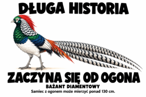 Bażant diamentowy — DŁUGA HISTORIA