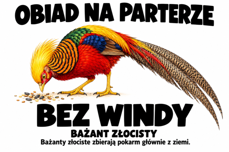Bażant złocisty — OBIAD NA PARTERZE