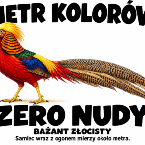 Bażant złocisty — METR KOLORÓW