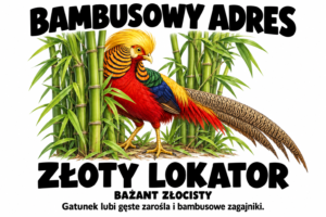 Bażant złocisty — BAMBUSOWY ADRES