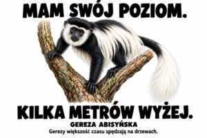 Gereza abisyńska — MAM SWÓJ POZIOM