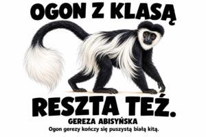 Gereza abisyńska — OGON Z KLASĄ