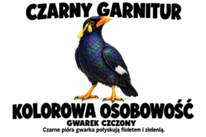 Gwarek czczony — CZARNY GARNITUR