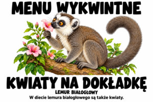 Lemur białogłowy — MENU WYKWINTNE