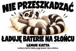 Lemur katta — NIE PRZESZKADZAĆ