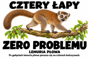Lemuria płowa — CZTERY ŁAPY