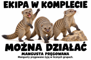 Mangusta pręgowana — EKIPA W KOMPLECIE