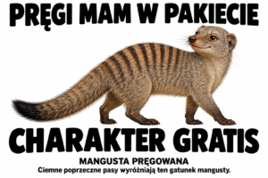 Mangusta pręgowana — PRĘGI MAM W PAKIECIE