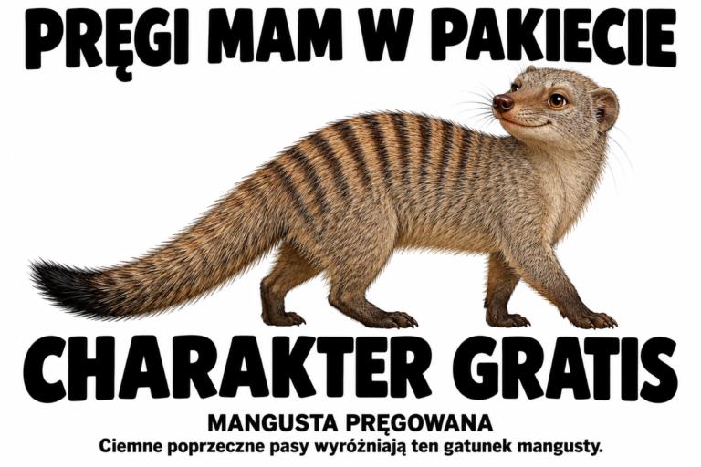 Mangusta pręgowana — PRĘGI MAM W PAKIECIE