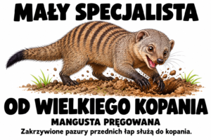 Mangusta pręgowana — MAŁY SPECJALISTA