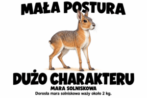 Mara solniskowa — MAŁA POSTURA
