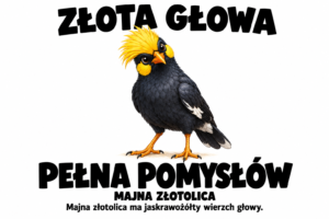 Majna złotolica — ZŁOTA GŁOWA