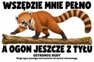 Ostronos rudy — WSZĘDZIE MNIE PEŁNO