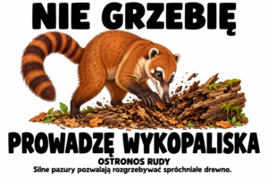 Ostronos rudy — NIE GRZEBIĘ