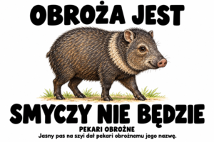 Pekari obrożne — OBROŻA JEST
