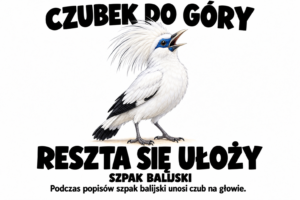 Szpak balijski — CZUBEK DO GÓRY