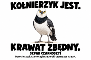 Szpak czarnoszyi — KOŁNIERZYK JEST