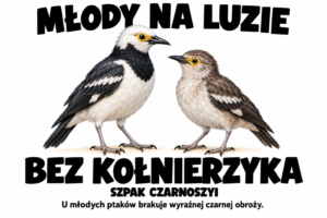 Szpak czarnoszyi — MŁODY NA LUZIE