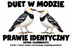Szpak czarnoszyi — DUET W MODZIE
