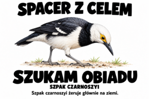 Szpak czarnoszyi — SPACER Z CELEM