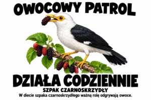 Szpak czarnoskrzydły — OWOCOWY PATROL
