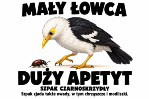 Szpak czarnoskrzydły — MAŁY ŁOWCA