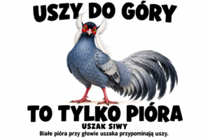 Uszak siwy — USZY DO GÓRY