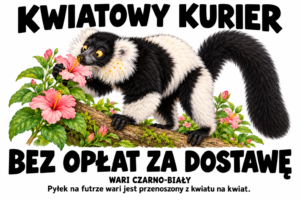 Wari czarno-biały — KWIATOWY KURIER