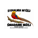 Bażant złocisty — Bażant złocisty — zestaw 10 różnych naklejek
