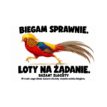 Bażant złocisty — Bażant złocisty — zestaw 10 różnych naklejek