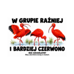 Ibis szkarłatny — Ibis szkarłatny — zestaw 10 różnych naklejek