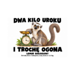 Lemur białogłowy — Lemur białogłowy — zestaw 10 różnych naklejek
