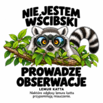Lemur katta — Lemur katta — zestaw 10 różnych naklejek