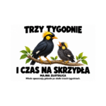 Majna złotolica — Majna złotolica — zestaw 10 różnych naklejek