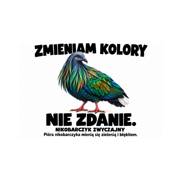 Nikobarczyk zwyczajny — Nikobarczyk zwyczajny — zestaw 10 różnych naklejek