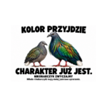 Nikobarczyk zwyczajny — Nikobarczyk zwyczajny — zestaw 10 różnych naklejek