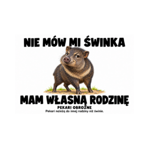 Pekari obrożne — zestaw 10 różnych naklejek