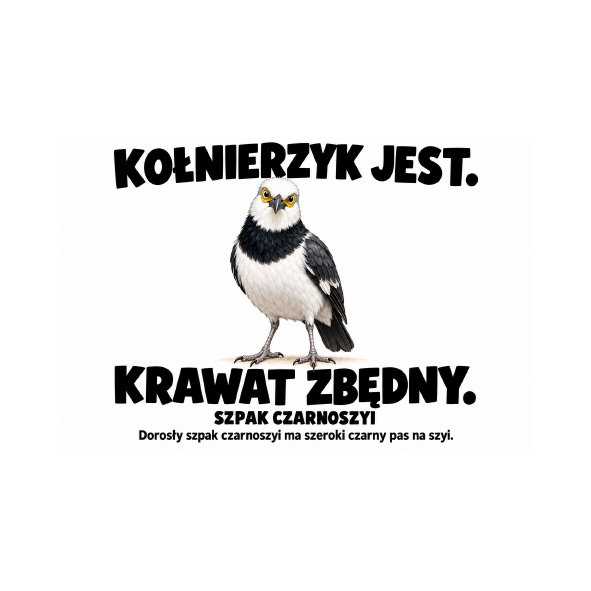 Szpak czarnoszyi — Szpak czarnoszyi — zestaw 10 różnych naklejek