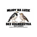 Szpak czarnoszyi — Szpak czarnoszyi — zestaw 10 różnych naklejek