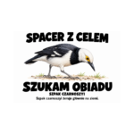Szpak czarnoszyi — Szpak czarnoszyi — zestaw 10 różnych naklejek