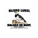 Szpak czarnoszyi — Szpak czarnoszyi — zestaw 10 różnych naklejek