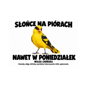 Wilga chińska — zestaw 10 różnych naklejek