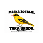 Wilga chińska — Wilga chińska — zestaw 10 różnych naklejek