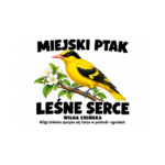 Wilga chińska — Wilga chińska — zestaw 10 różnych naklejek