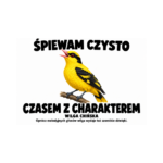Wilga chińska — Wilga chińska — zestaw 10 różnych naklejek